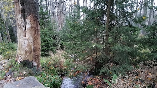 A forest scene with a stream, rocks, and trees. - Peace and relaxation in Saxon Switzerland (Sebnitz)
