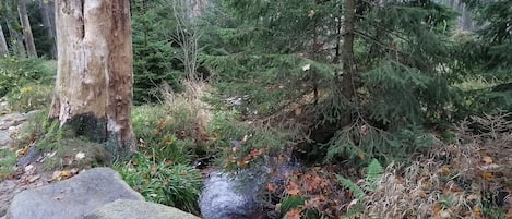 A forest scene with a stream, rocks, and trees.