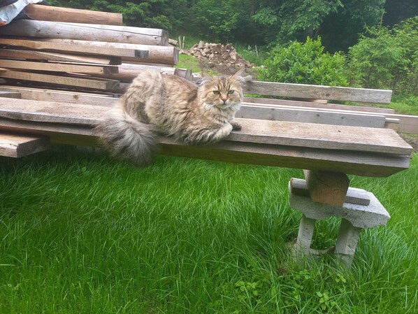 A cat sitting on a wooden bench in a grassy area with logs and greenery in the background. - Peace and relaxation in Saxon Switzerland (Sebnitz)