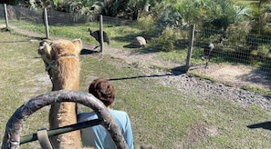 Property grounds - 🌻 Cozy 2 Bedroom Home, Dade City #2 | Perfect for Short or Extended Stays! (dade city)