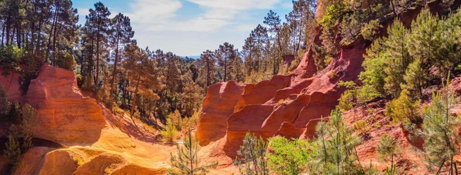 Ein Canyon mit roten Felsformationen und dichten Kiefern.