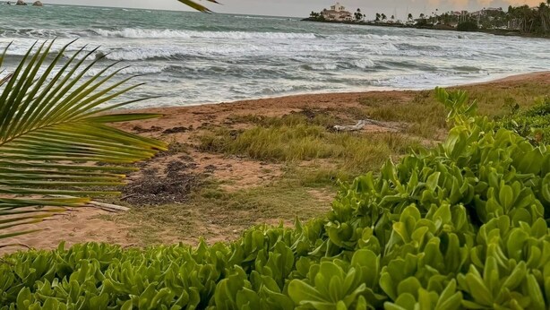 A coastal landscape with a view of the ocean, a sandy beach, and some greenery. - Carey Beach Villa at Palmas del Mar (Palmas del Mar)
