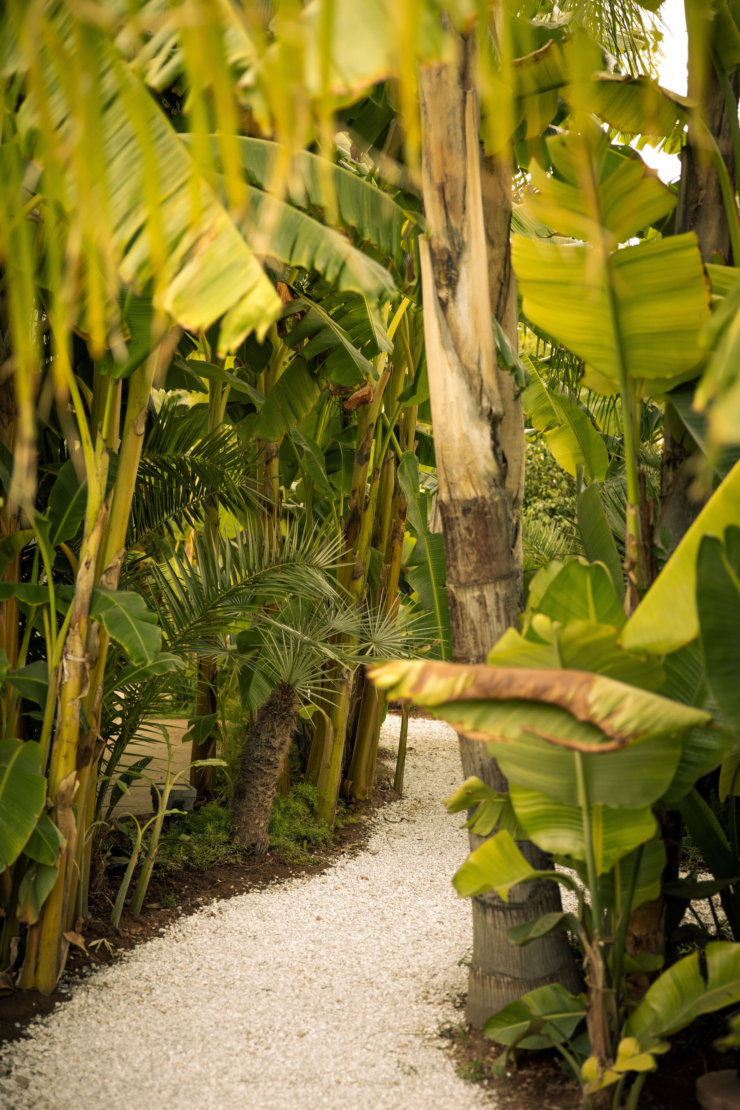 Foto - Les Palmiers Boutique Hôtel & Spa