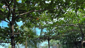 A garden area with trees, a pathway, and a view of a building in the background.