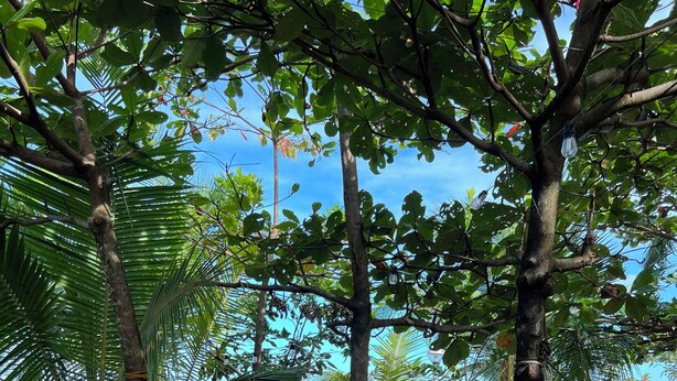 A hammock suspended between trees in a shaded area with a sandy ground.