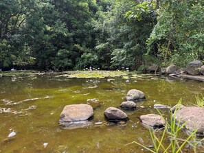 Property grounds - Family Home on the Mountain (Tamborine Mountain)