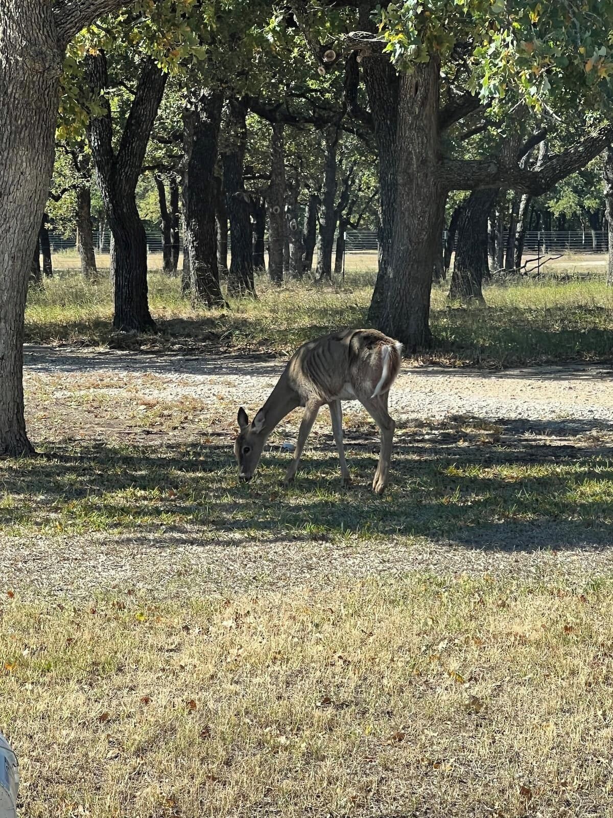 A deer grazing in a grassy area with trees in the background.