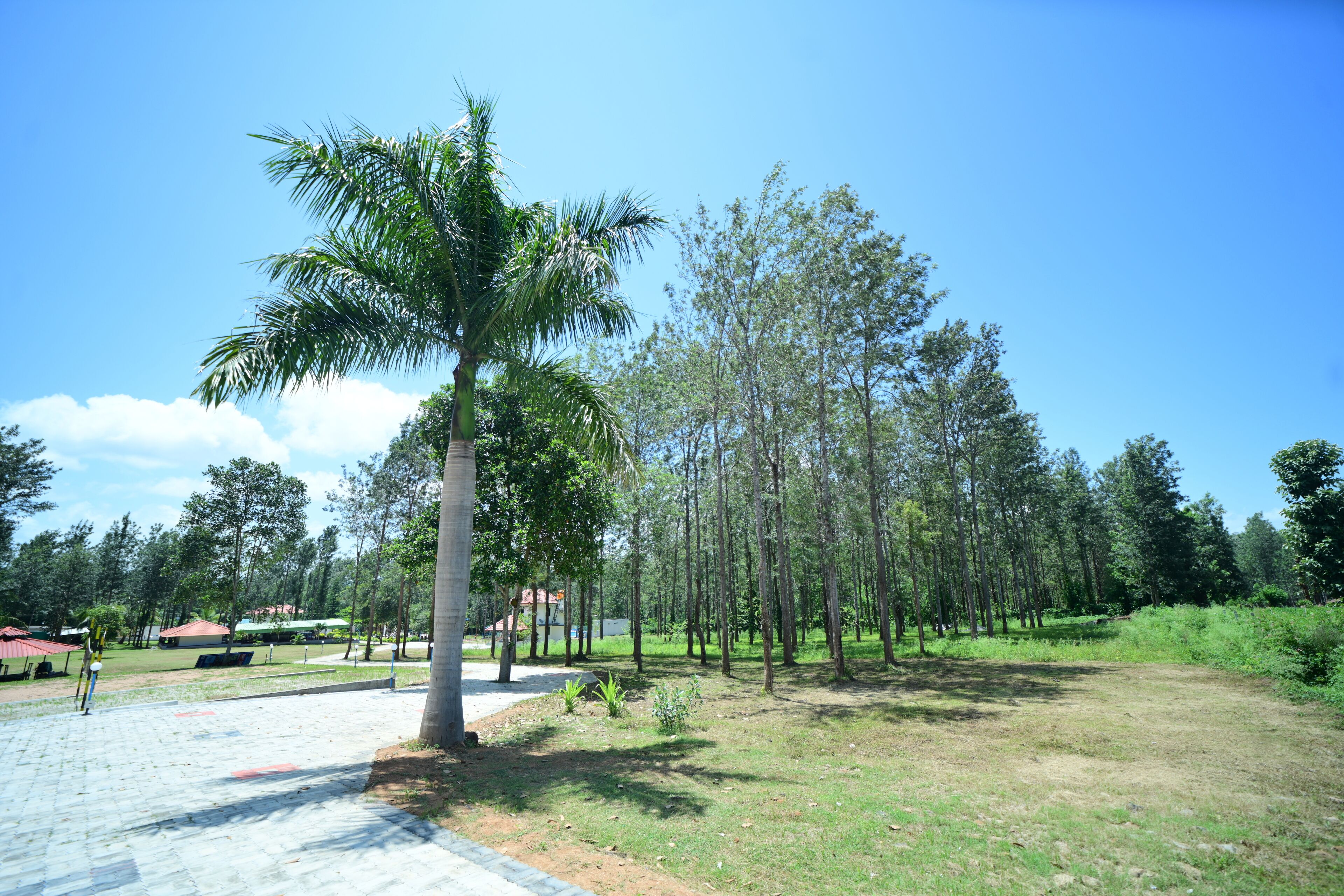 A paved area with a palm tree and a row of tall trees in the background.