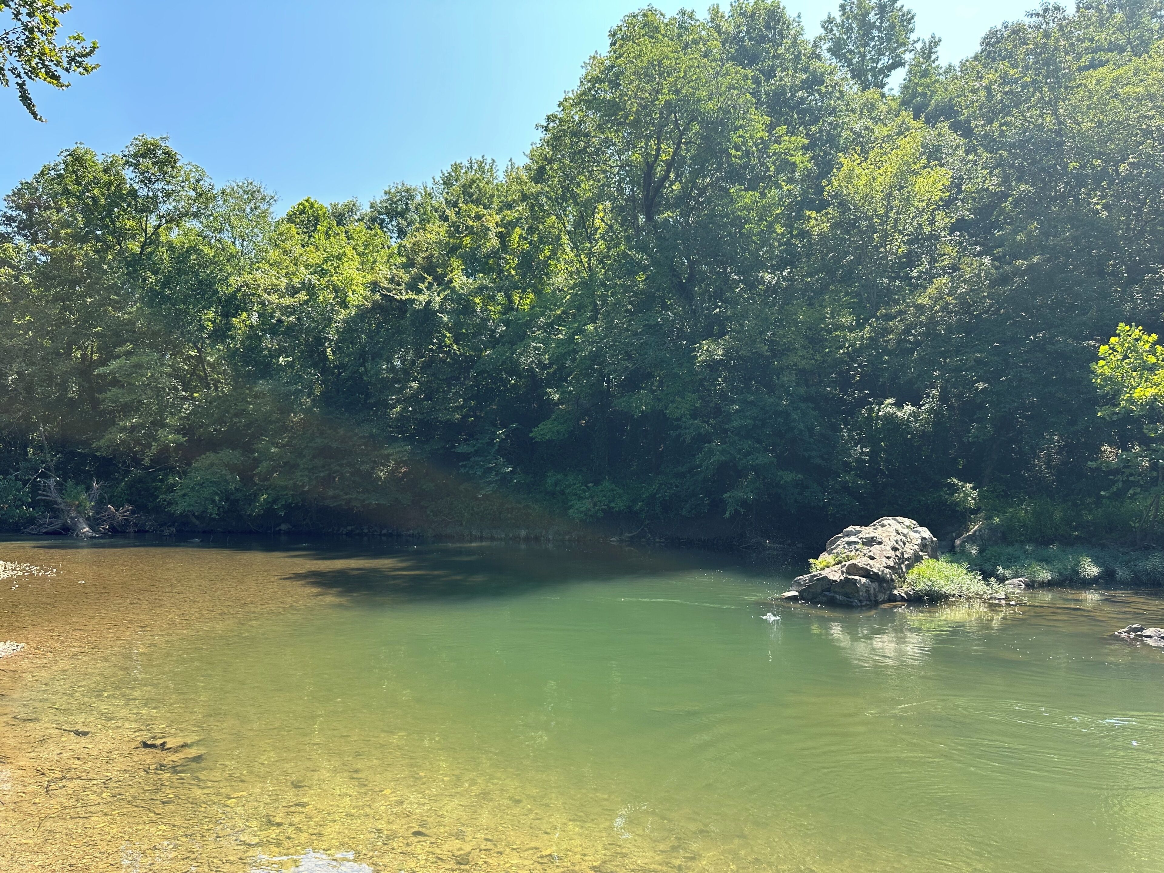 A river with clear water, surrounded by dense green trees.