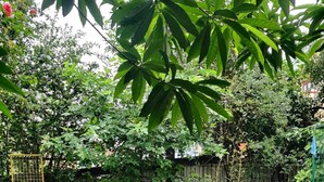 Unclassified image, 5 of 7, button - Garden View Hostel  (Kathmandu)