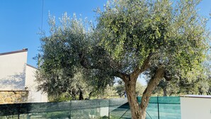 Un árbol con hojas verdes y algo de fruta, un muro de piedra y una valla verde.