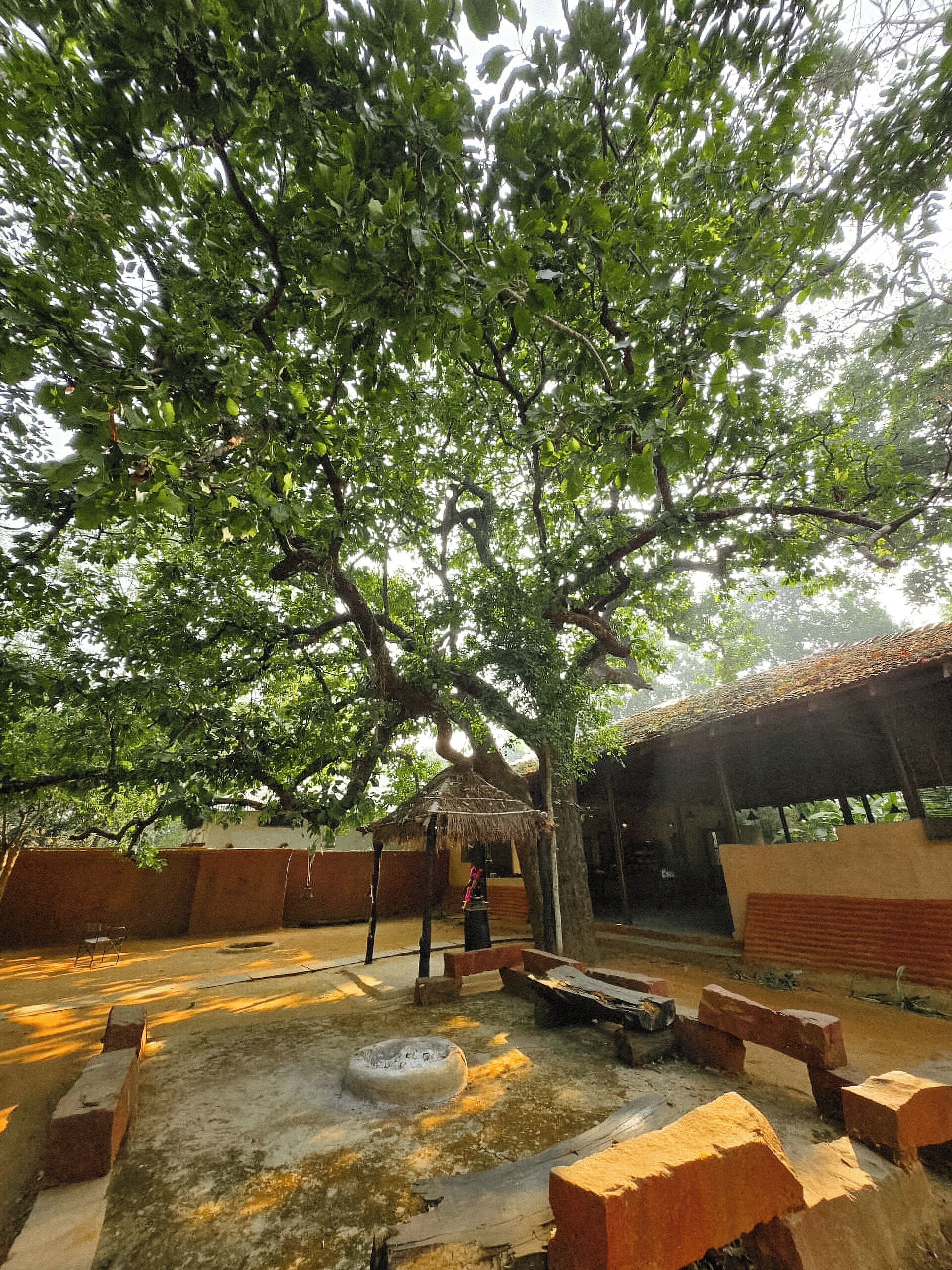 A courtyard with a large tree, a thatched-roof structure, and a brick wall.