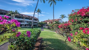 A hotel with a central lawn, palm trees, and bougainvillea flowers.