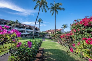 Un hôtel doté d’une pelouse centrale, de palmiers et de fleurs de bougainvillier.