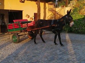 Área da propriedade