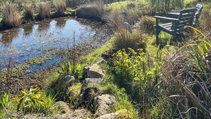 A bench by a pond with surrounding vegetation and distant hills.