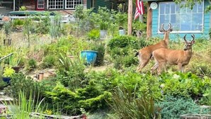 Property grounds - Waterview Cabin Garden Setting
 (Port Angeles)