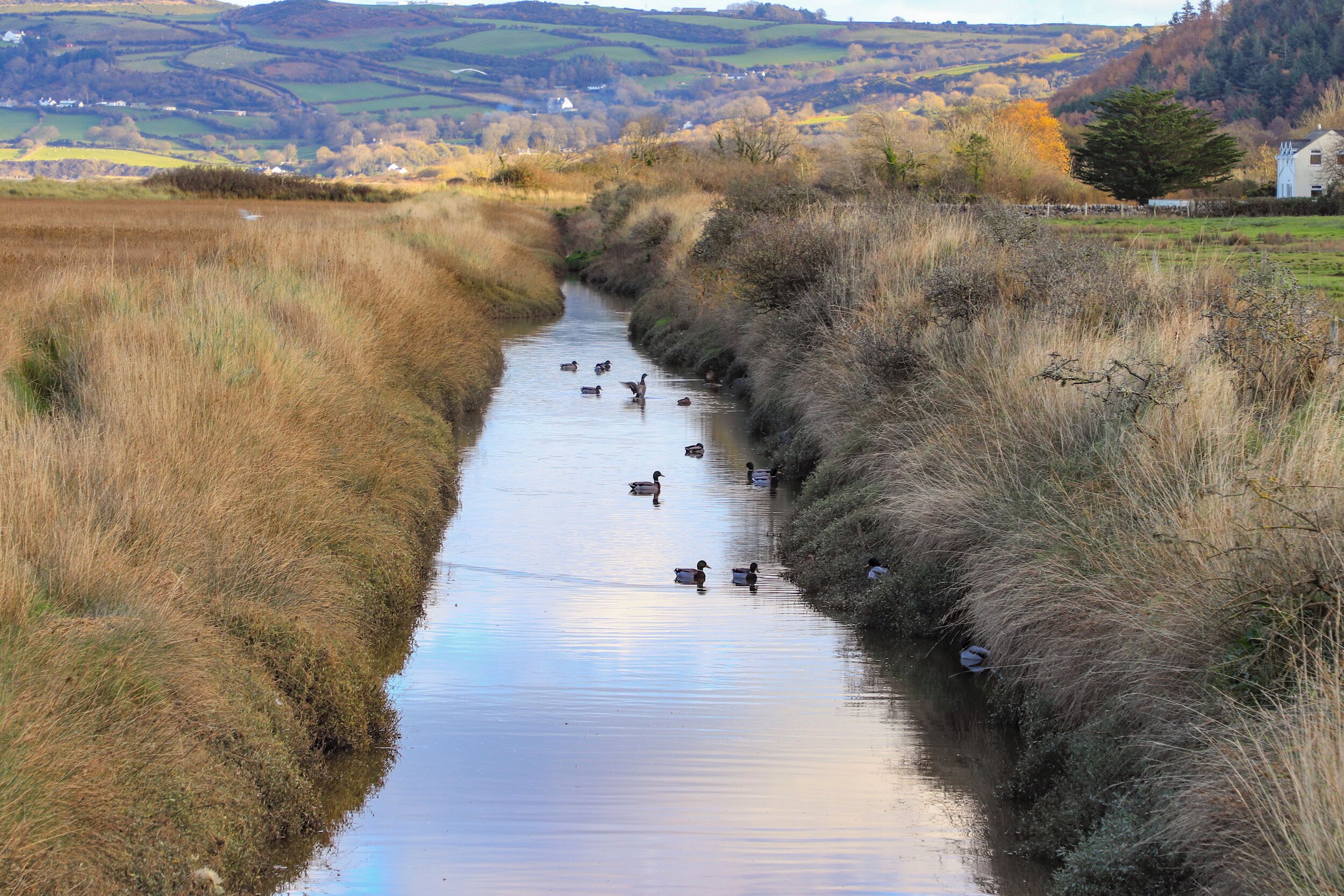 A narrow water channel with ducks swimming, surrounded by grassy banks and a rural landscape in the background.