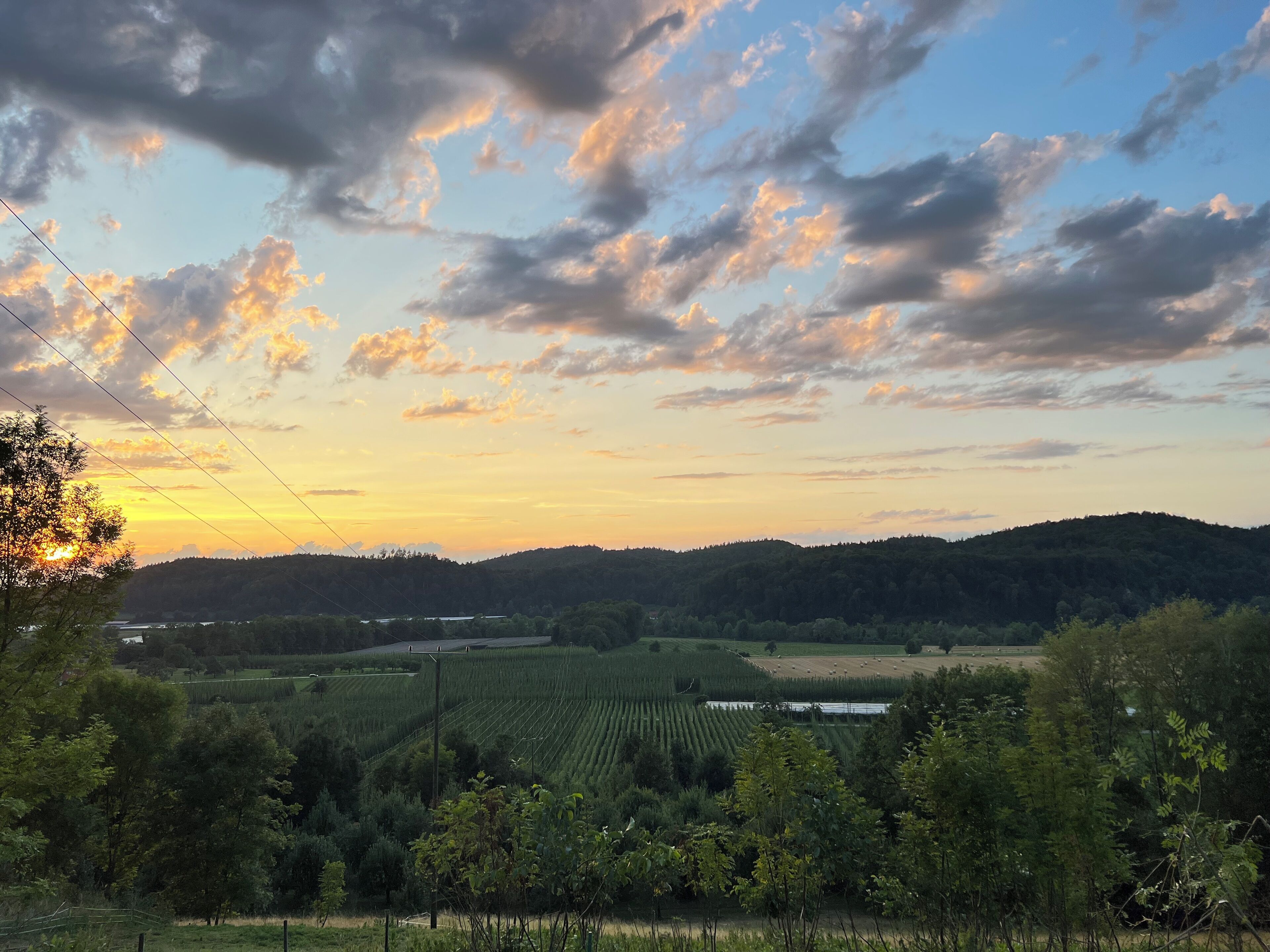 Paisaje de viñedo con hileras de vides, una colina al fondo y un cielo despejado con nubes.