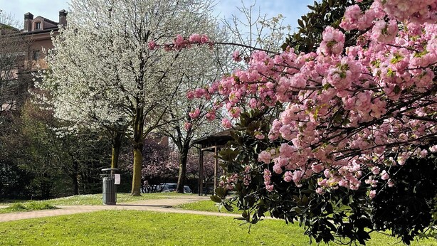 A paved pathway leading through a park with blooming pink and white trees, a gazebo, and a building in the background.