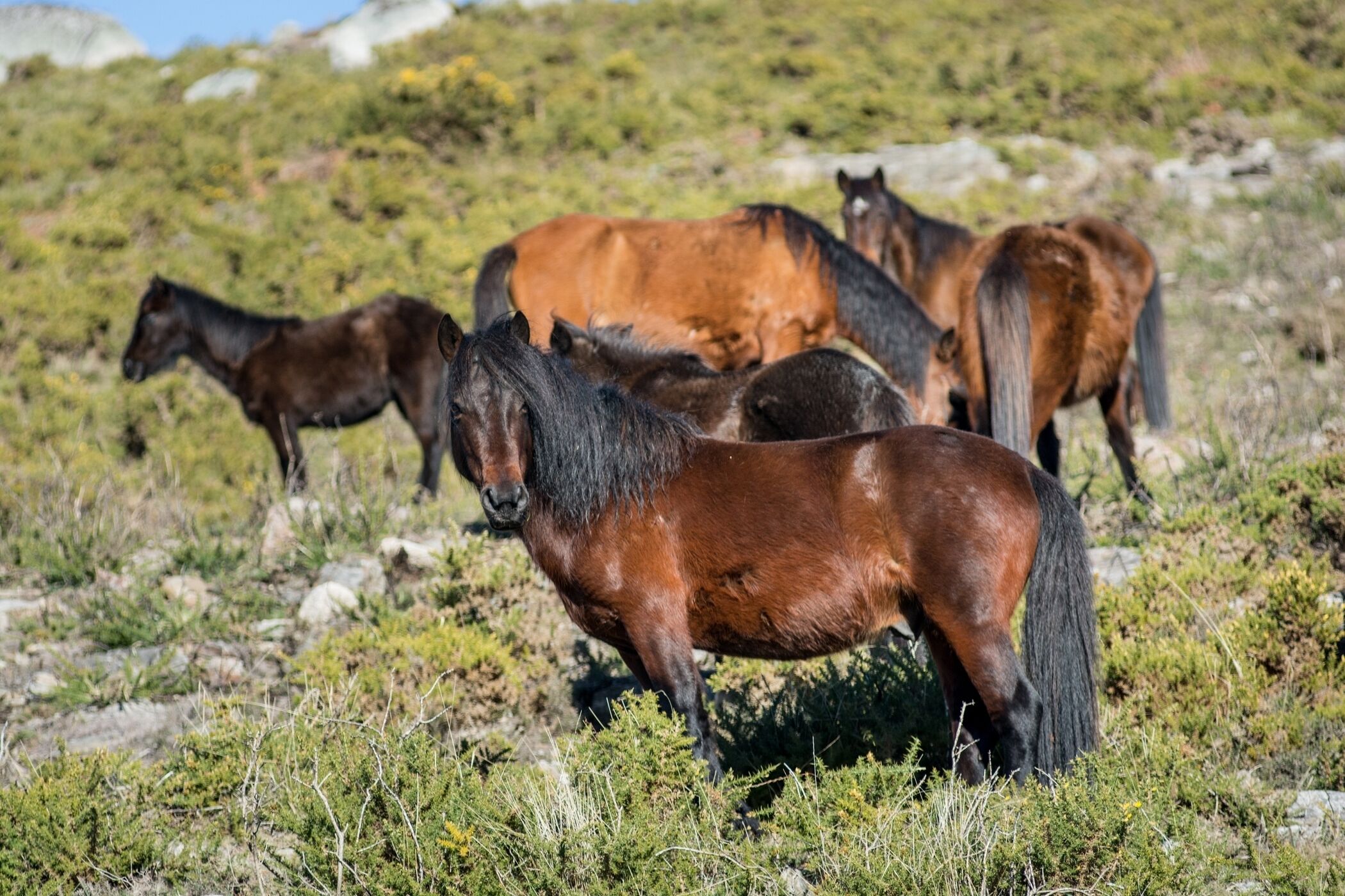 A group of horses in a natural, rocky landscape with sparse vegetation.