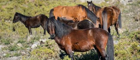 A group of horses in a natural, rocky landscape with sparse vegetation.