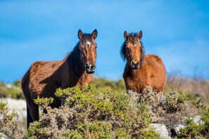 Two horses standing on a rocky terrain with sparse vegetation. - 'Casa do Castanheiro | Nature | Mountain | Trails | Branda da Aveleira (Melgaço)
