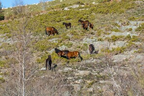 A group of horses grazing on a rocky hillside with sparse vegetation. - 'Casa do Castanheiro | Nature | Mountain | Trails | Branda da Aveleira (Melgaço)