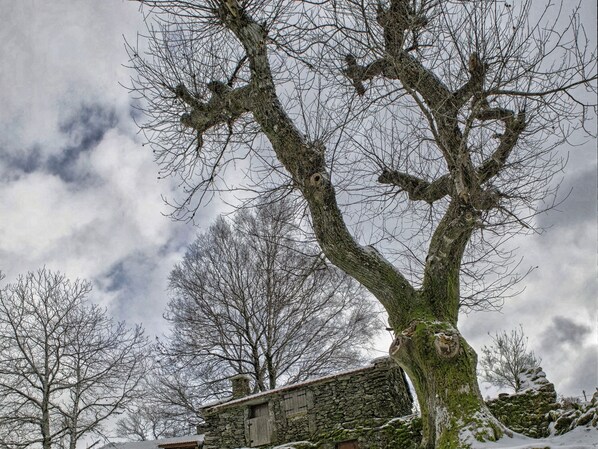 A stone building with a large tree in front.