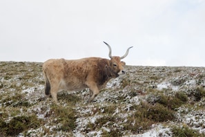 Un grand animal à cornes se tenant dans un champ herbeux recouvert de neige.