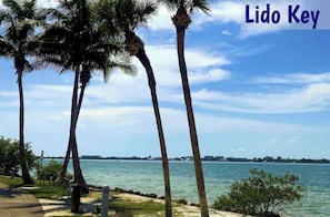 A coastal view with palm trees and a clear sky.