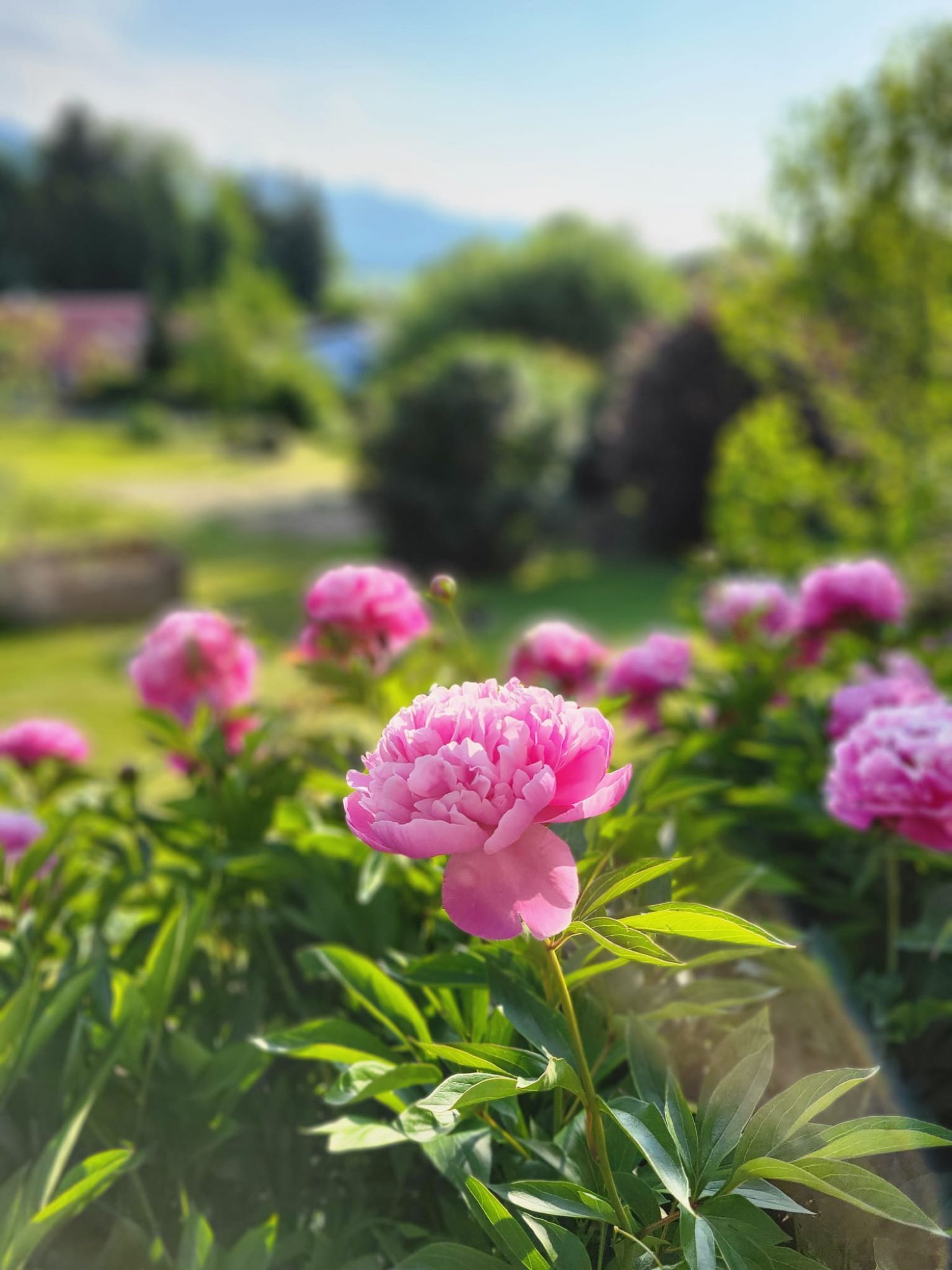 Un jardin agrémenté de pivoines roses et de feuillage verdoyant.