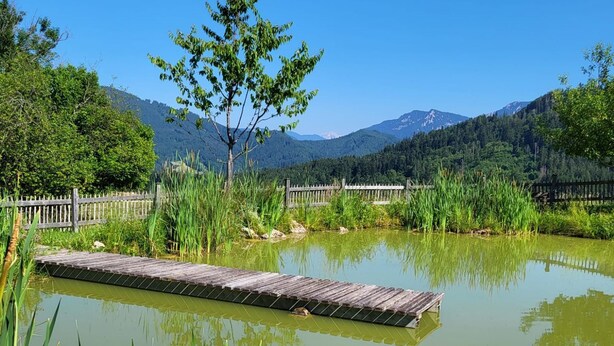 Ein stiller Teich mit einer Holzsteg, umgeben von üppiger Vegetation und entfernten Bergen.