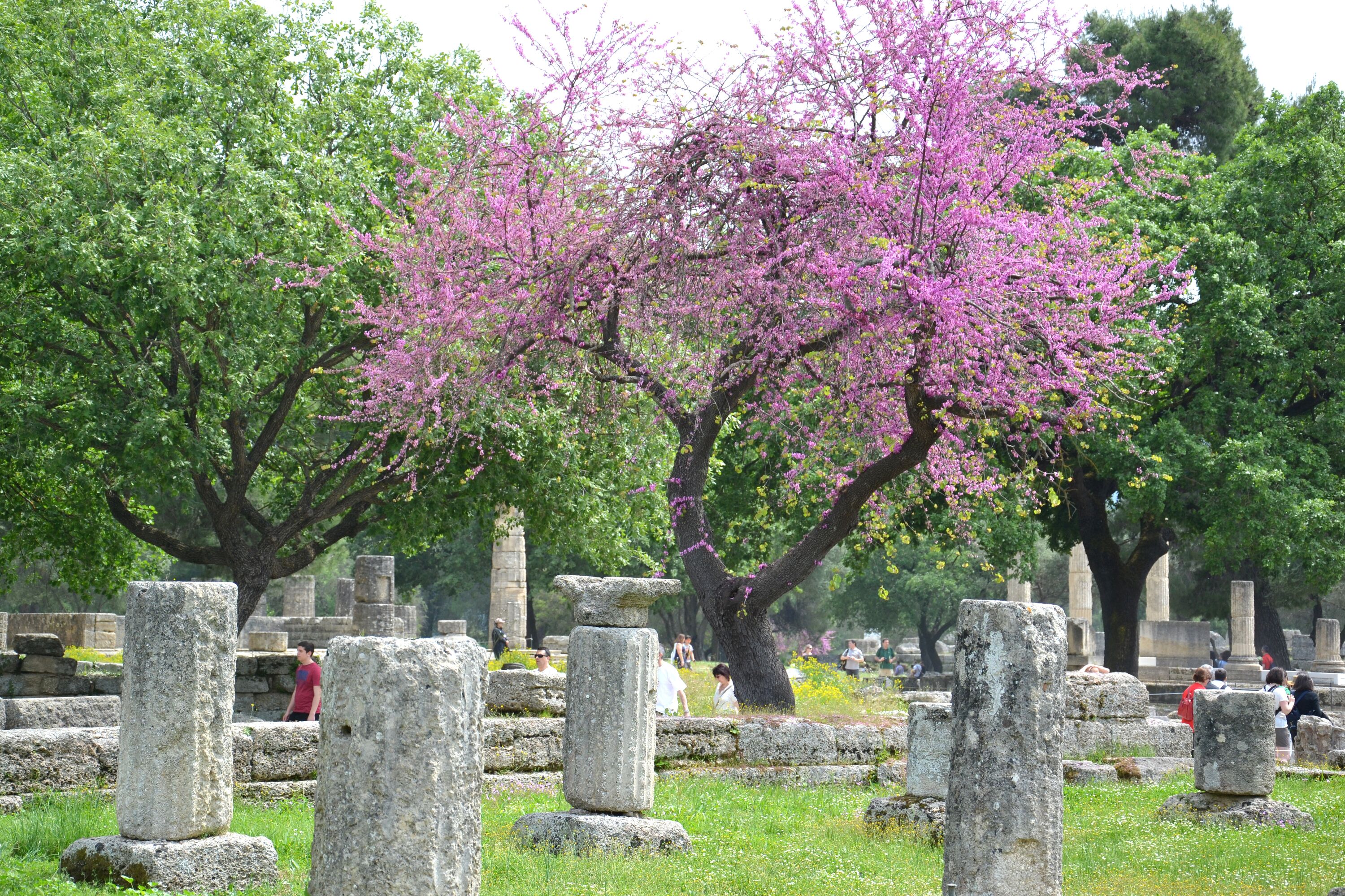 Ancient ruins with stone columns and trees with pink blossoms.