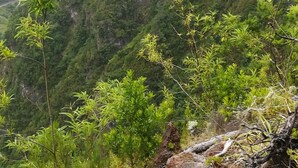 Eine gebirgige Landschaft mit dichtem Grün und steilen Felswänden.