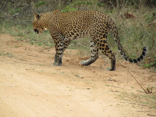 Un leopardo camina sobre un sendero de tierra rodeado de vegetación escasa.