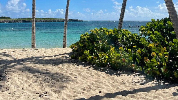 A beach with palm trees and clear blue water. - Ti Cocon de Standing (Saint-François)