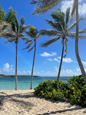 A beach with palm trees and clear blue water.