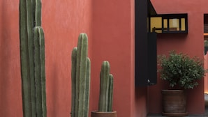 A courtyard with three large potted cacti against a red wall, a black-framed window, and a potted plant. - Casa Tonal (Mexico City)