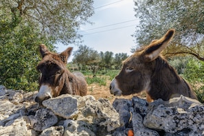 Two donkeys behind a stone wall in a natural setting with trees. - Finca Ses Moreres / Llubi - Sineu - center of the island (Llubí)