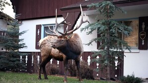 A large elk standing in front of a house with a mailbox labeled '227'. - Fawn Valley Inn: 284 1 Bedroom Condo (Estes Park)