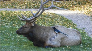 An elk with large antlers lying on grass with a bird perched on its back. - Sunnyside Knoll: 2 Cottage (Estes Park)