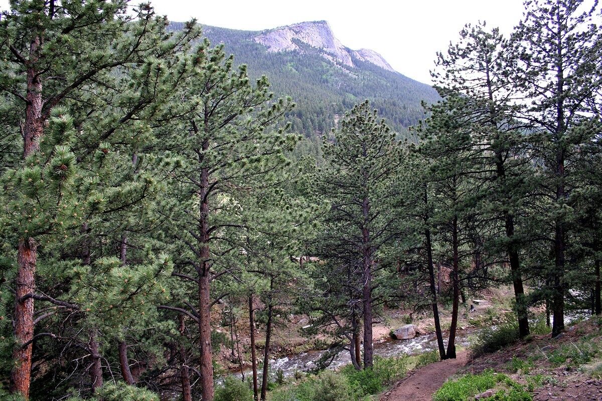 A forested area with a river and a mountain in the background.