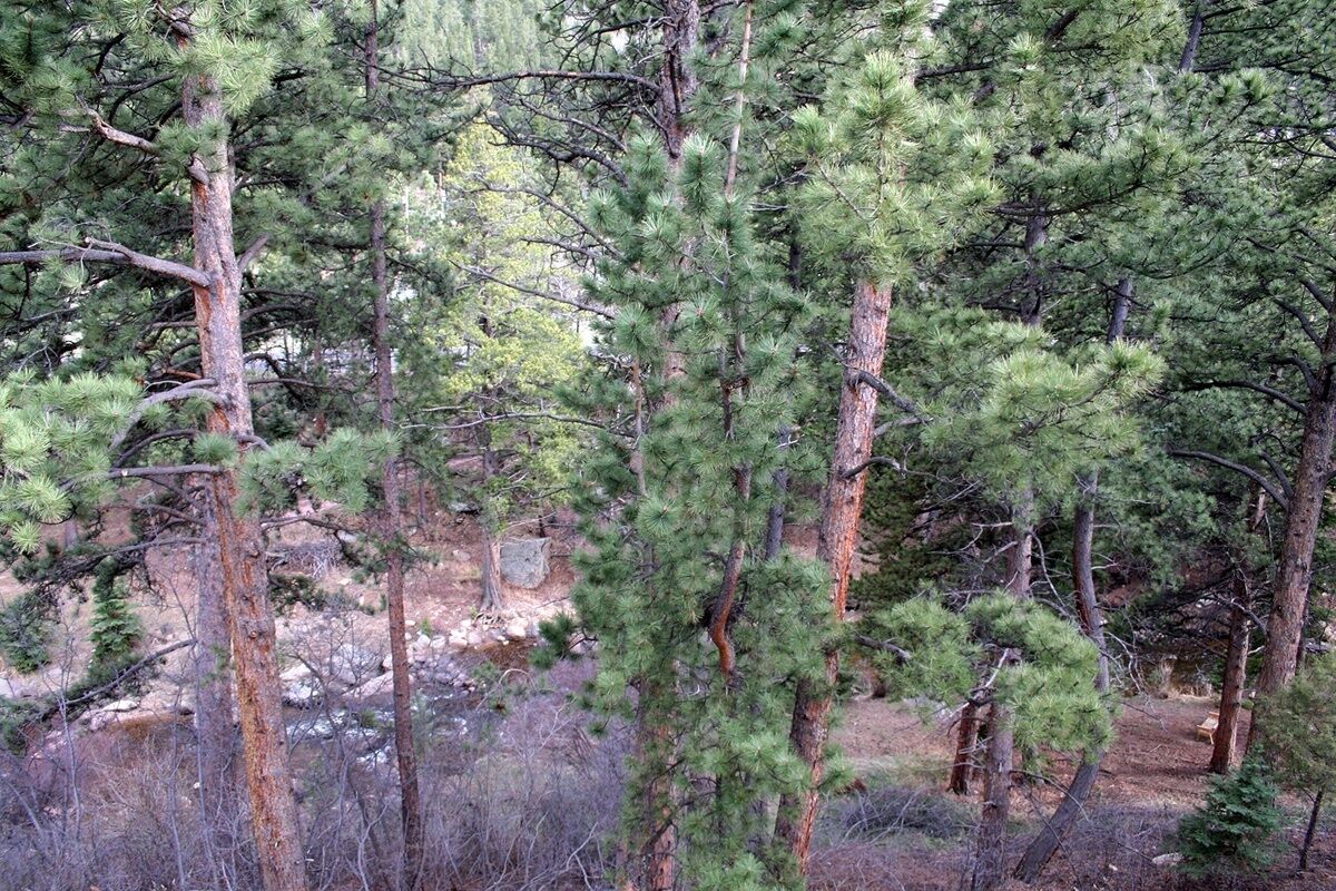 A dense forest with tall pine trees.