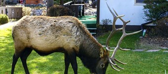 Fawn Valley Inn: 235 1 Bedroom Condo