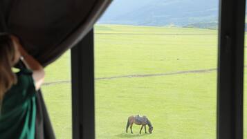 Un caballo pastando en un campo, visto a través de una ventana.