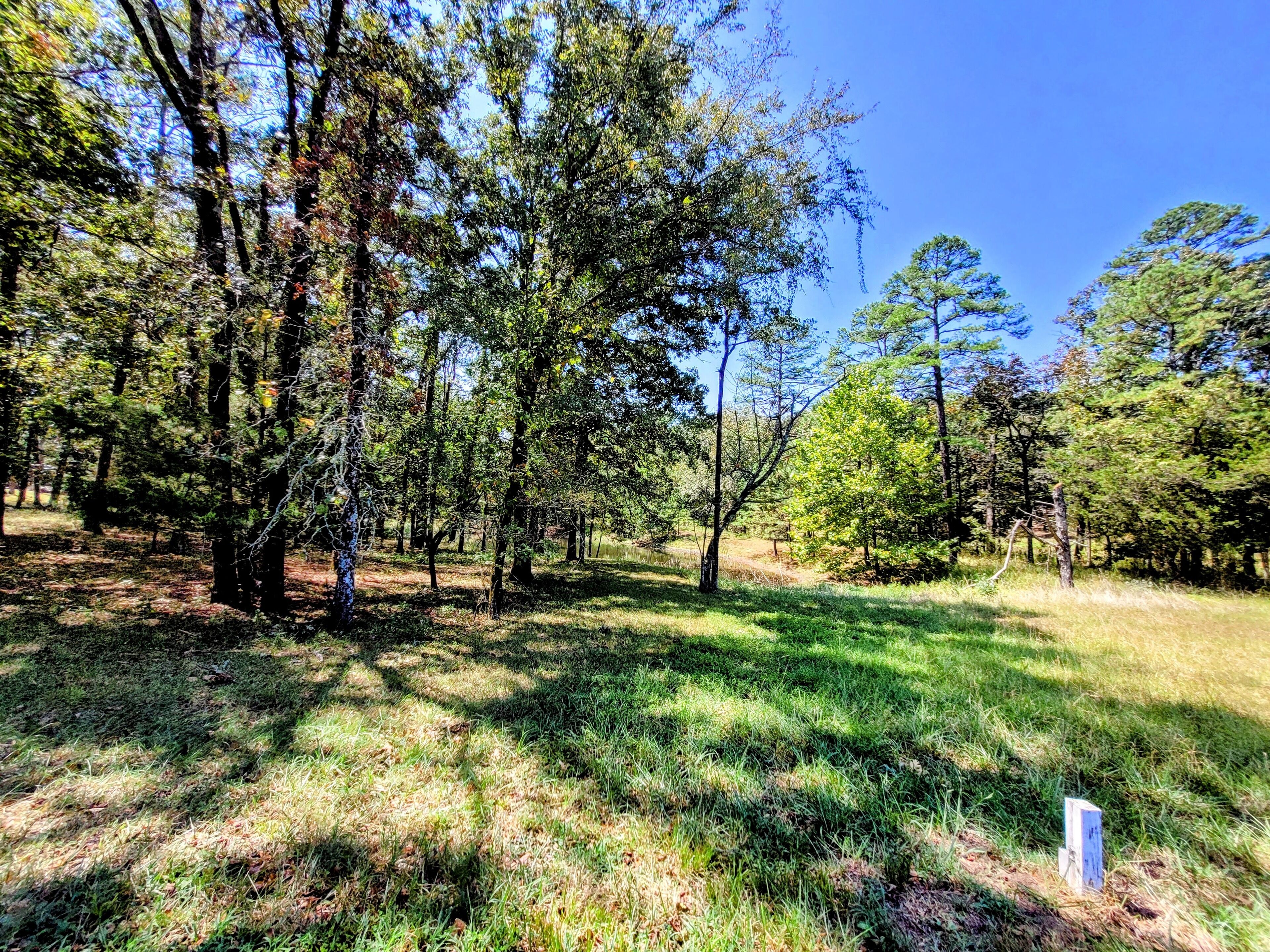 A forested area with trees and grass.