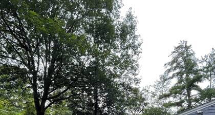 Tamworth cozy cottage on a brook with trails