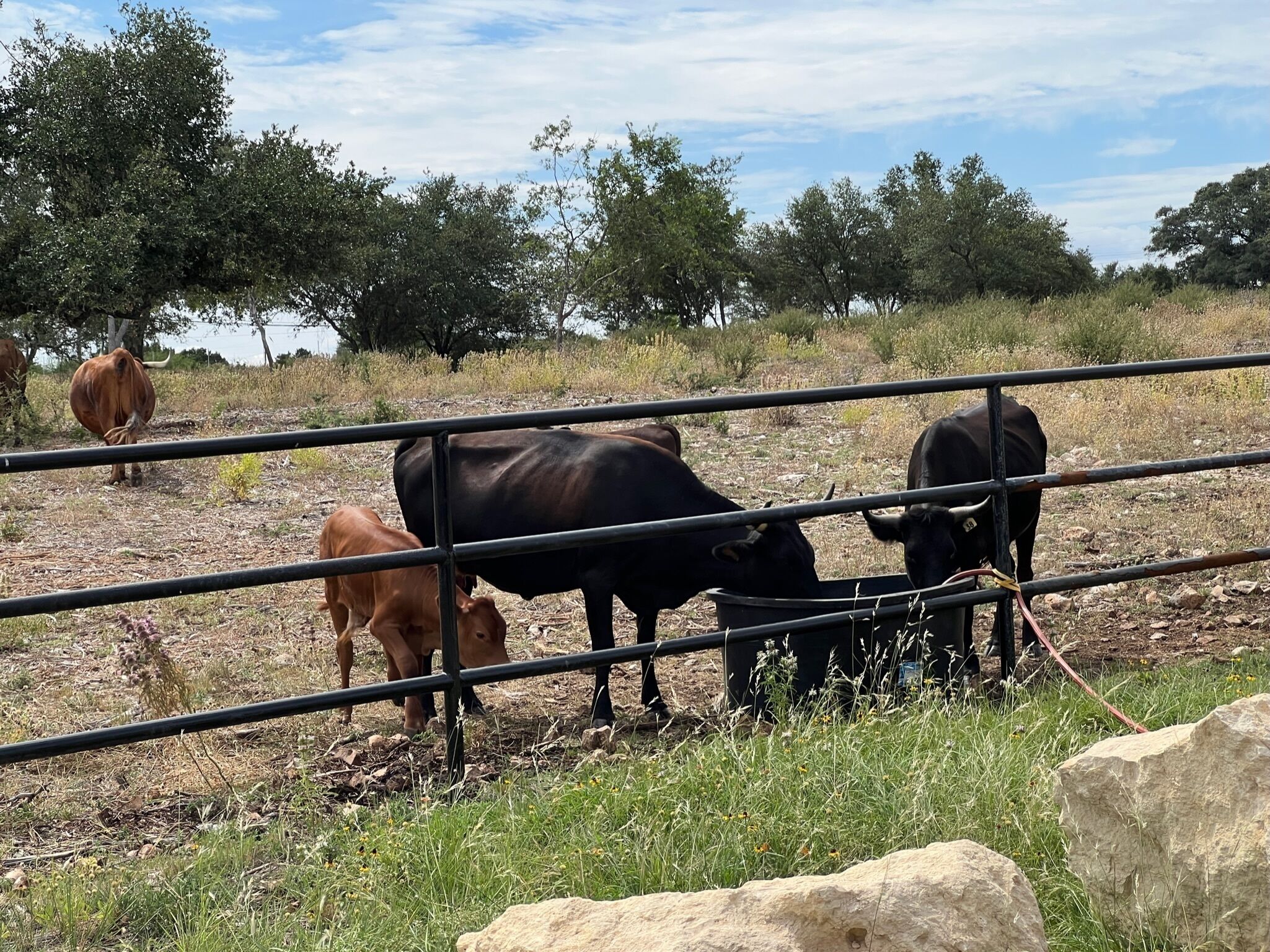 Our family of cows at Gruene Lake Ranch