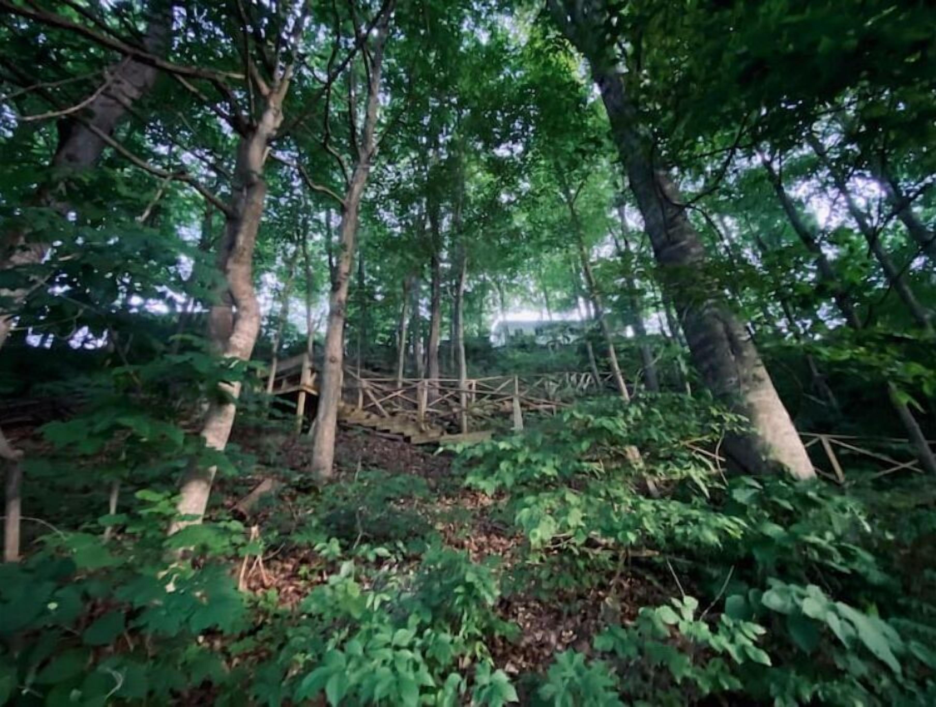 Un bosque denso con árboles altos y una estructura de madera al fondo.